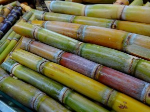 Sugar cane