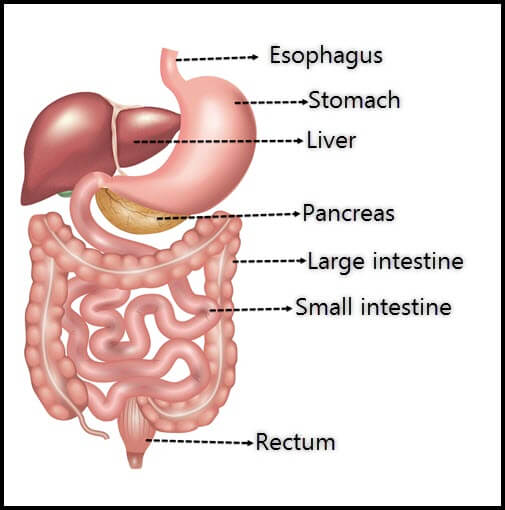 Digestive system