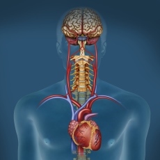 autonomic nervous system.